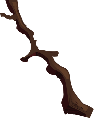 Tree root